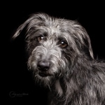 Dog studio portrait, Pet studio portrait in London, Maida Vale, Annika Bloch Photography