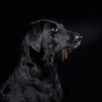 Dog studio portrait, Pet studio portrait in London, Maida Vale, Annika Bloch Photography